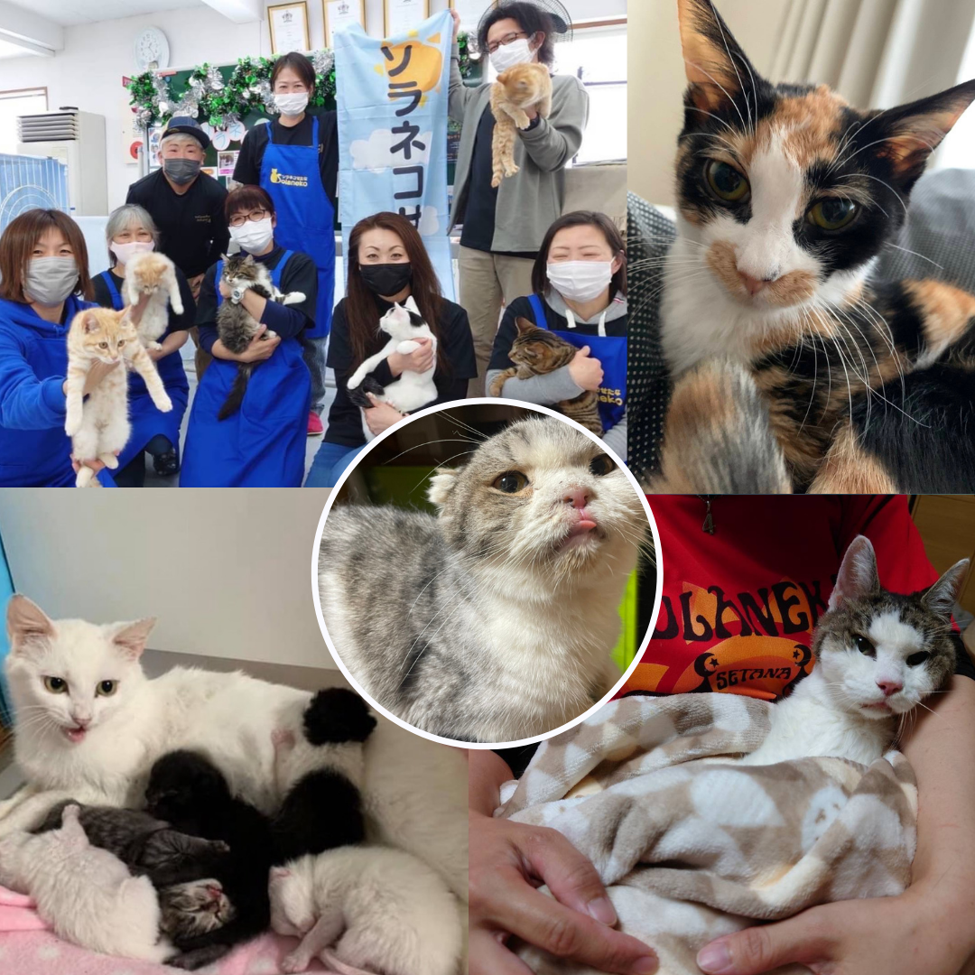 保護猫団体ソラネコせたな様の画像