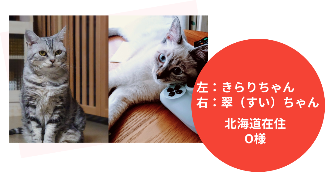 左：きらりちゃん 右：翠（すい）ちゃん